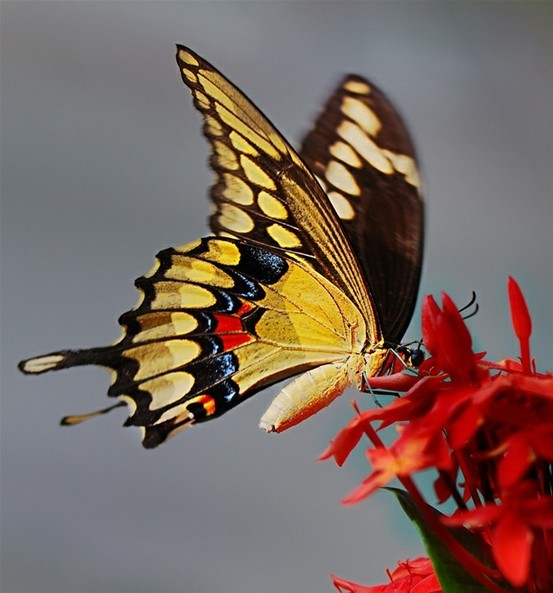Photo:  Butterfly  4